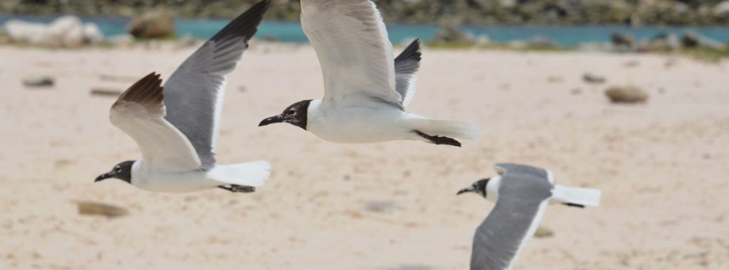 Qué ver en Bahía de las Águilas. Un tesoro en la costa sur de República ...