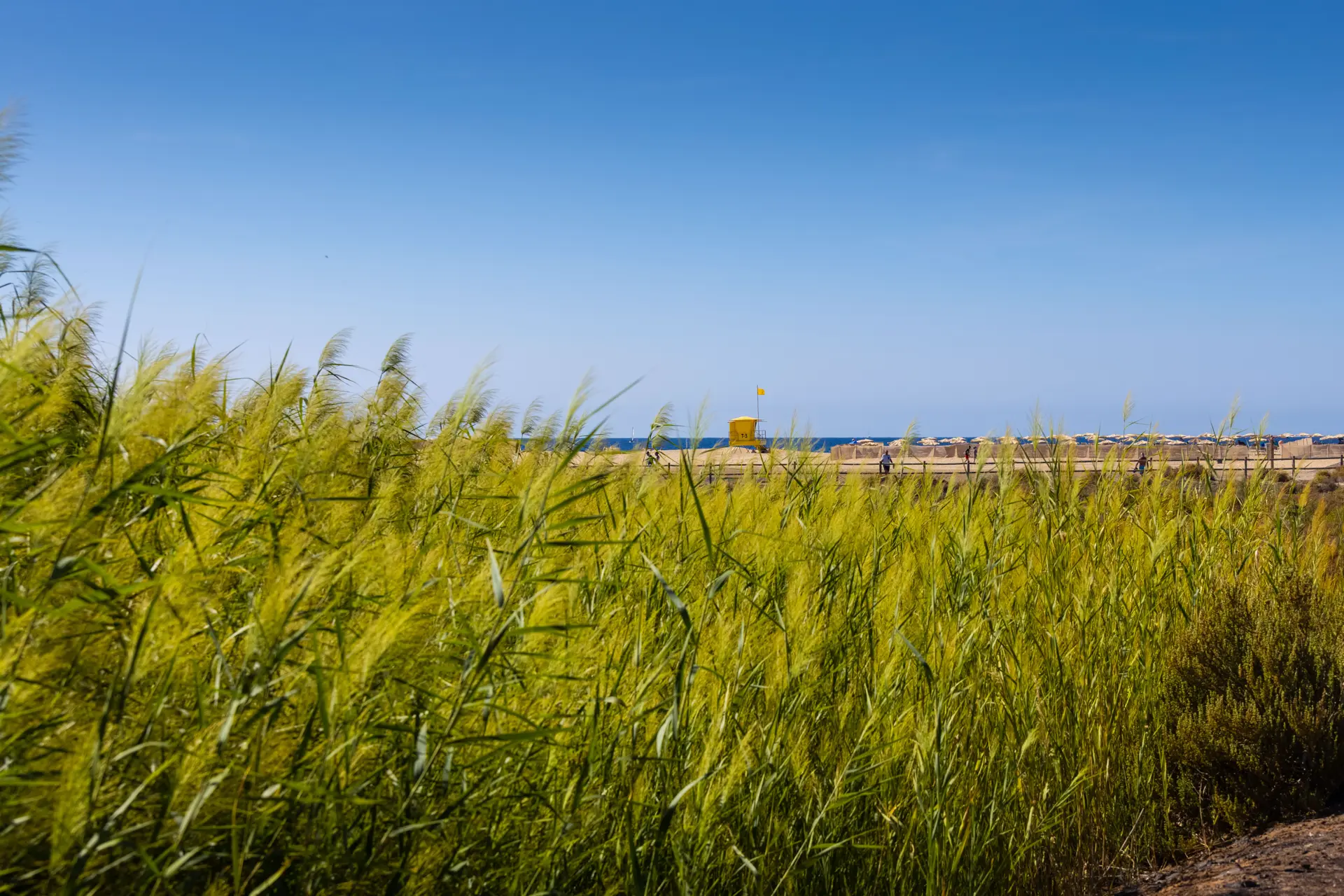 playa ifa altamarena fotos