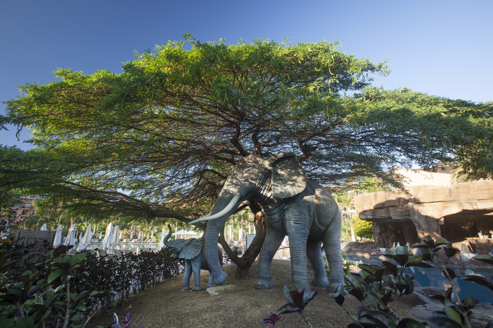 photos animals hotel lopesan baobab resort gran canaria